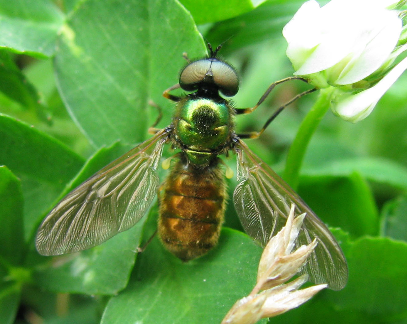 Chloromyia formosa.